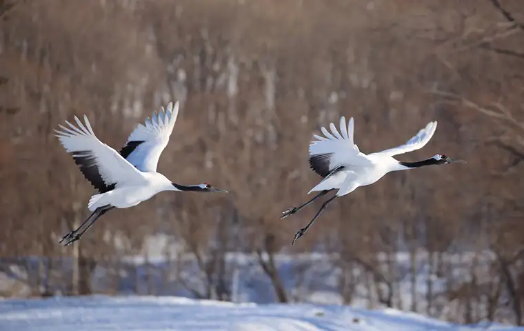 帯広・釧路・阿寒・網走・知床