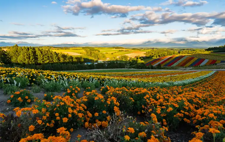 旭川・富良野・層雲峡・稚内