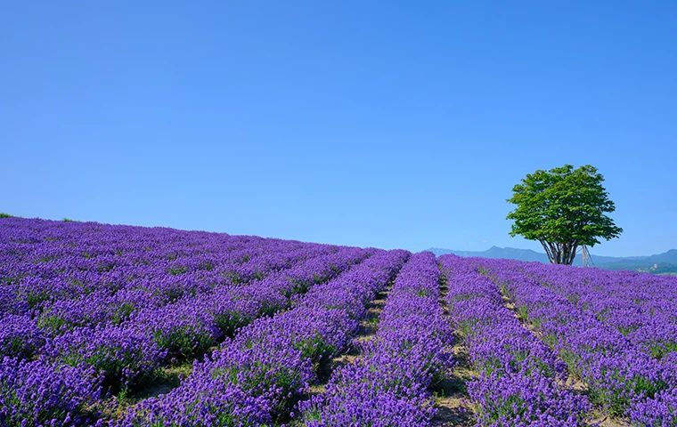 富良野